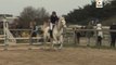 Les chevaux sautent des obstacles - TV Quiberon 24/7