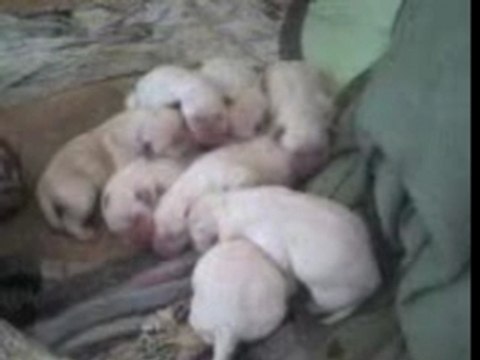Petits chiots labrador
