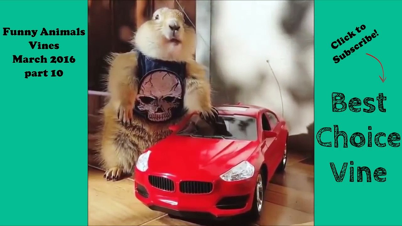 Funny Animals Vines March 2016 part 9 | BestChoiceVine