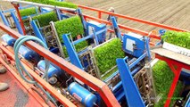 Ferrari Futura Twin 12 Row Automatic planter - Knolselderij, Planting Celeriac - Loonbedrijf Lokers