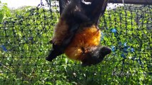 Rehab, Megabats, Flying Foxes, Fruit Bats rescued in care