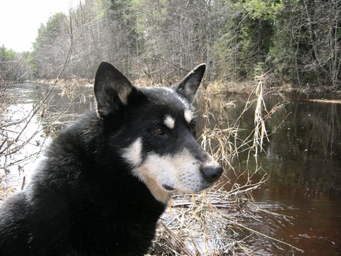 Собаки тайги
