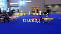 Angels dog handling training