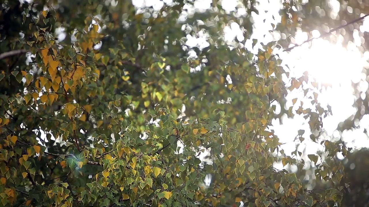 Осенние кадры Autumn footage HD