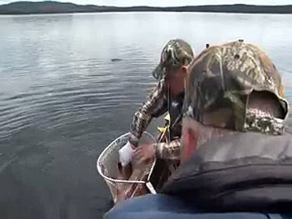 Newfoundland Sportsman releasing a huge brook Trout at Igloo Lake Labrador