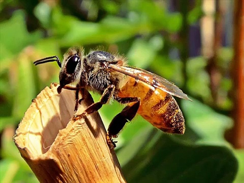 Honey Bee - YouTube