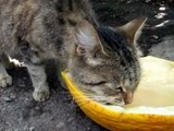 Кошка ест дыню. Cat eats a melon.