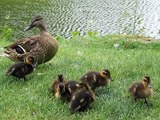 American Black Duck Dabbling Ducks