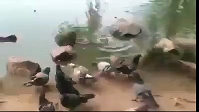 El peligro de las especies invasoras