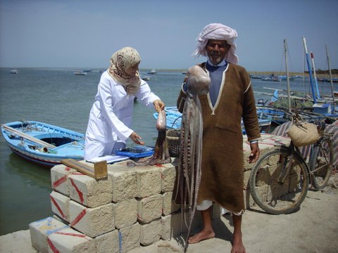 สารคดี มิติโลกหลังเที่ยงคืน 21 มีนาคม 2559 โลก 360 องศา ตอน ตูนิเซีย – เคล็ดลับของคนจับหมึก