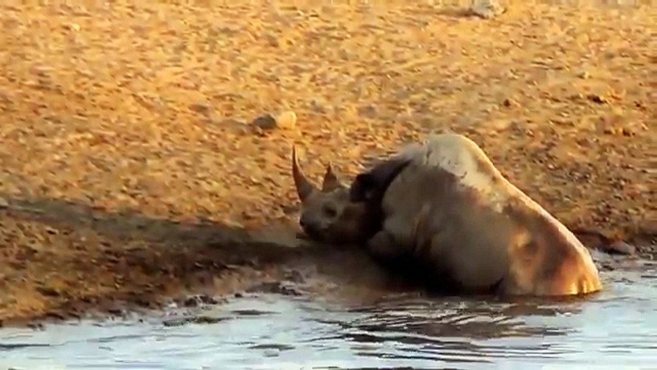 Lions attaquents un rhino coince dans la boue - Lion vs Rhino Real Fight