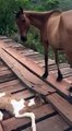 Da lontano vede un cavallo che è in pericolo: guardate come gli salva la vita! INCREDIBILE!