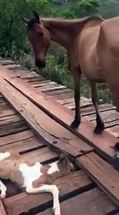 Download Video: Da lontano vede un cavallo che è in pericolo: guardate come gli salva la vita! INCREDIBILE!