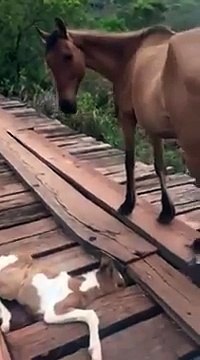 Da lontano vede un cavallo che è in pericolo: guardate come gli salva la vita! INCREDIBILE!