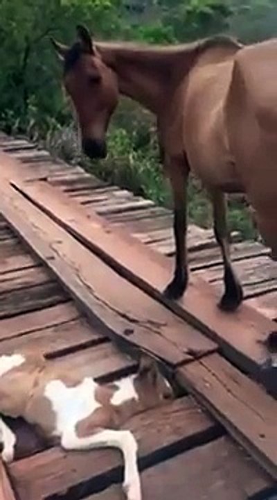 Da lontano vede un cavallo che è in pericolo: guardate come gli salva la vita! INCREDIBILE!