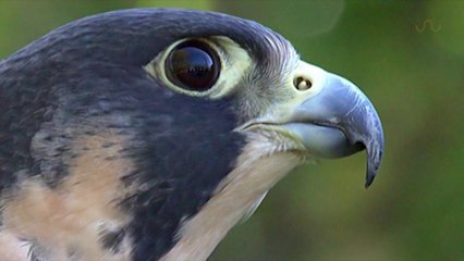 PEREGRINE FALCON STRIKES DUCK MIDAIR