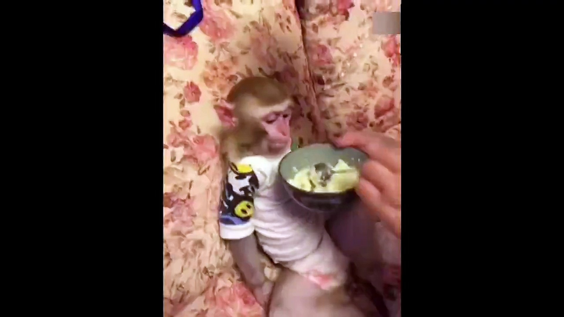 猴哥你最大 慢慢吃沒人搶