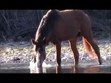 Salt River Wild Horses, mare and stallion