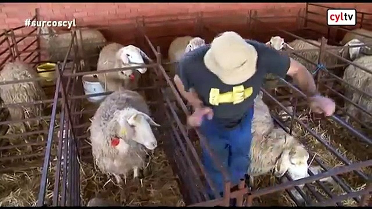 El Personaje (Surcos) Juan Carlos García Hernández, Pollos, Valladolid