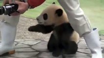Quand un bébé panda veut forcément recevoir son câlin. Trop adorable !