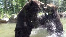 Bear Fight at Sahoro, Hokkaido