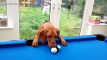 Funny Cats And Dogs Playing Pool Compilation 2014 [NEW]
