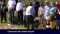 Dopo 2 Anni, Un Condor Viene Rimesso In Libertà: Ecco Il Momento Emozionante