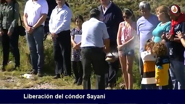 Dopo 2 Anni, Un Condor Viene Rimesso In Libertà: Ecco Il Momento Emozionante