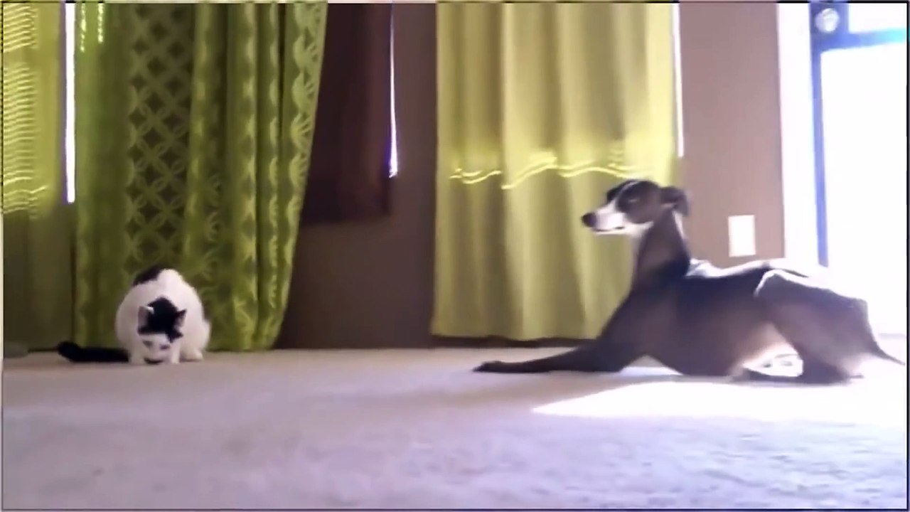 DOGS VS CATS! BEST Dog & Cat Fighting and Playing COMPILATION 2016
