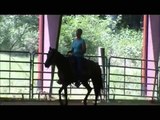 Im Packin Guns- Quarter Horse for Sale - Windmill Ranch