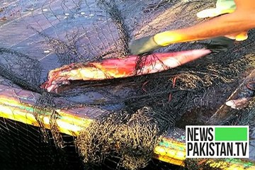 Rare Rhomboid Squid caught live in Baluchistan waters