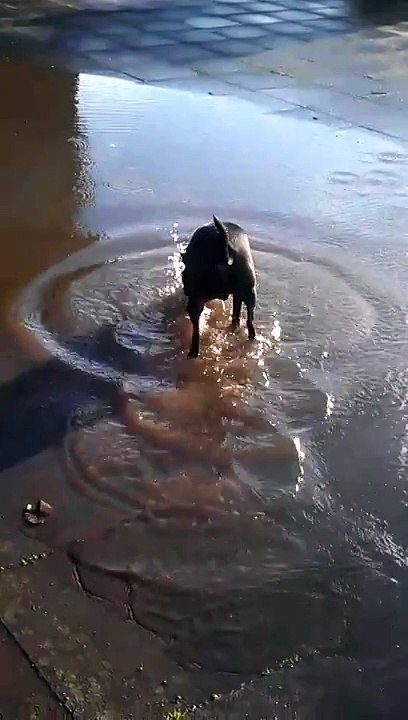 Crazy dog (2)