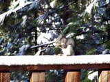 Squirrel eating peanuts in the snow