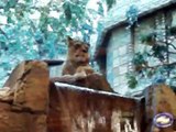 Lion Habitat  MGM Grand Hotel & Casino Las Vegas Nevada 03-03-2010