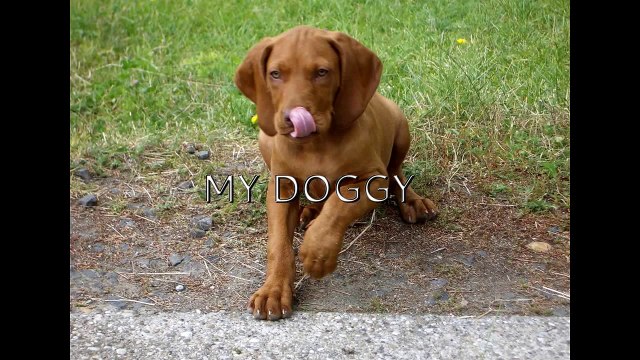 A vizsla nem kutya, hanem vizsla.