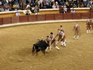 Forcados Amadores da Chamusca, desde 1974