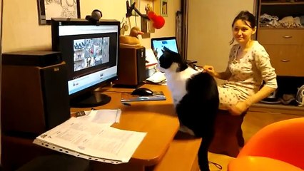 Котэ и монитор