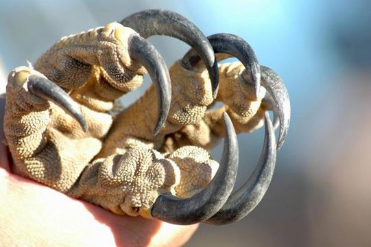 BBC | Vahşi Doğa: Avcılar - Hayvan İçGüdüleri