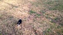 Little Dog Adorably Fails At Leash Training