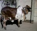 Best in sharifabad cow 2009.mp4