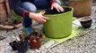 How to Make a Wildlife-Friendly Front Garden Container