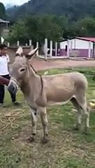 ek gadha aor insan ki bahut hi piyari aor funny video - Video Dailymotion