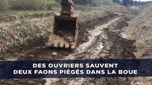 Des ouvriers sauvent deux faons piégés dans la boue avec leur pelleteuse