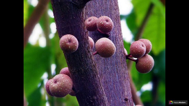 Такие привлекательные и разные фикусы