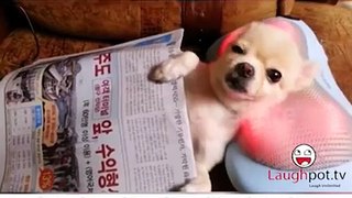 Royal Dog!!!Funny videos comedy 2016