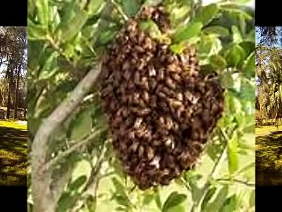 Eco Bee Removal- Intro to bee removal part 1; "What you need to know before Honey Bee Relocation and Removal"