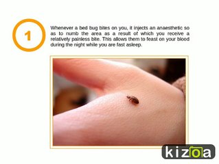 5 Bed Bug Facts That You Should Know