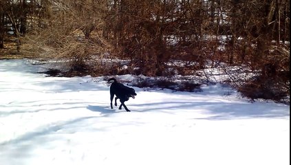 Ils laissent leur chien jouer dans la neige et ce qu'il fait leur arrache des larmes ! Mdr !