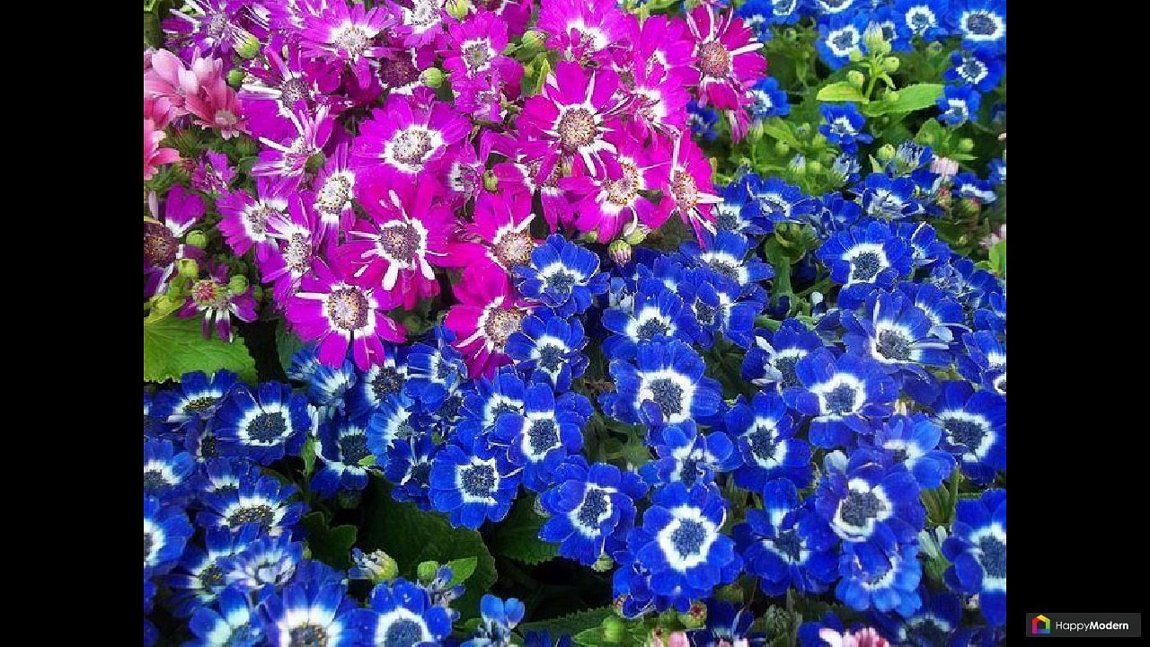 Цинерария: виды, посадка, уход