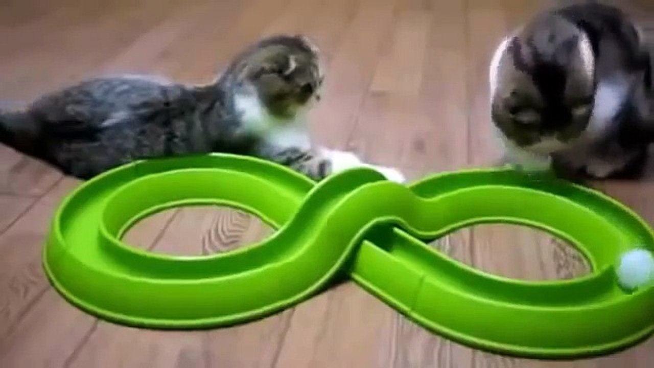 Cats compilation